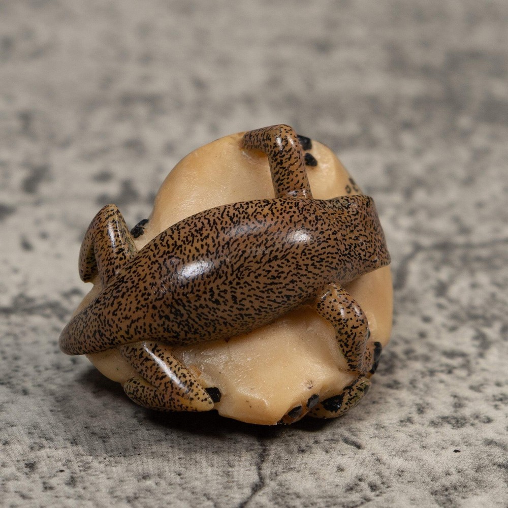 Double Brown Gecko Lizard Tagua Carving