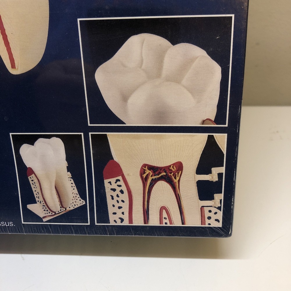 Lindberg science kit The Human Tooth model kit