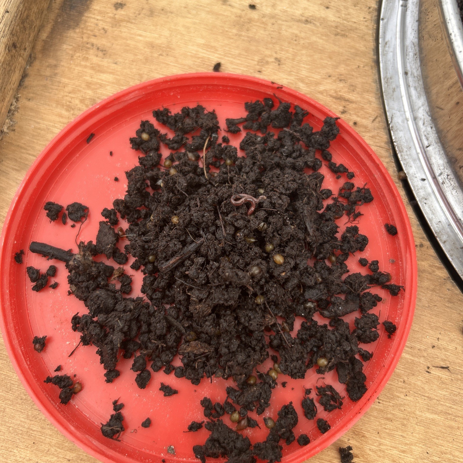 East Texas Wigglers – 50 Red Wiggler  Cocoons – Live Compost Eggs Soon To Hatch