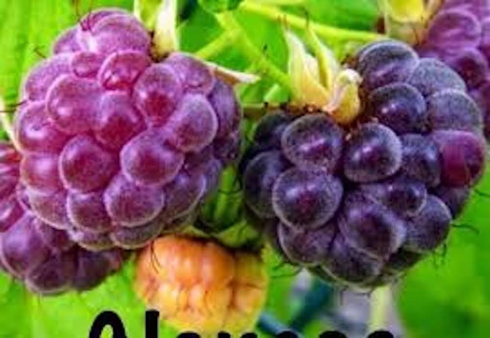 1 Glencoe Raspberry Plant Thornless Purple Raspberry Starter Plug