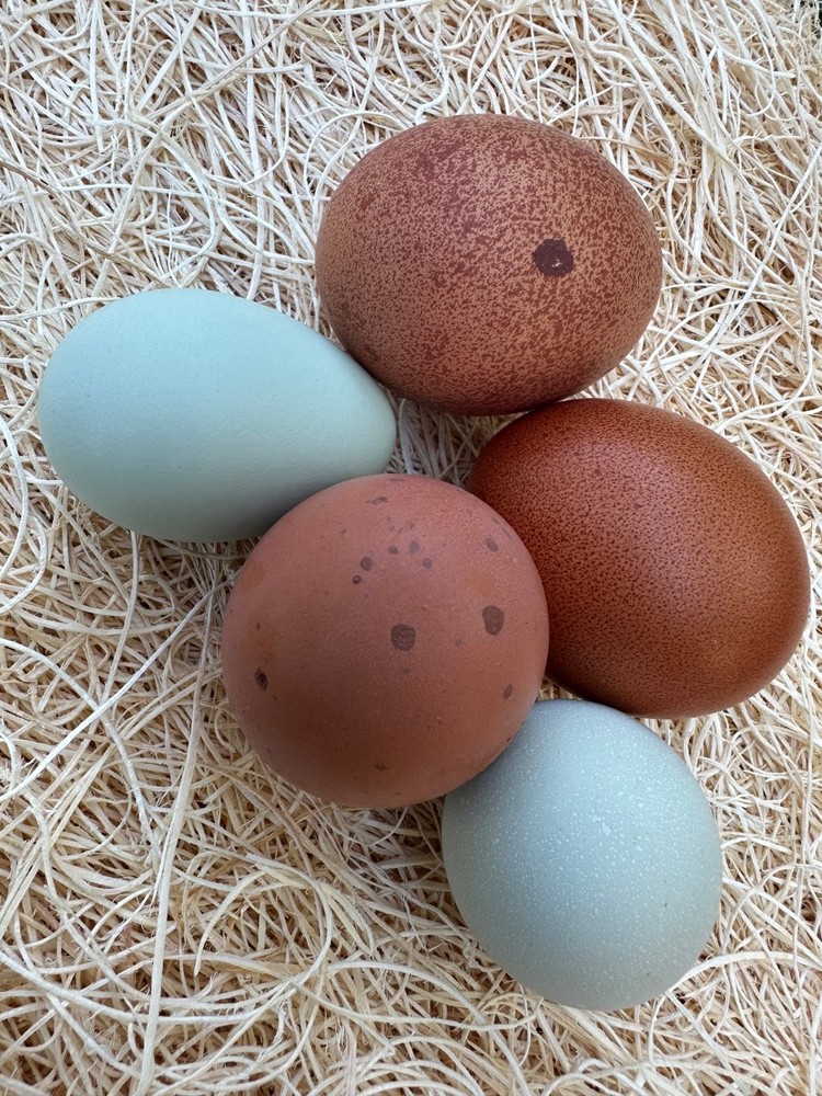 CHASING THE RAINBOW - 12 Olive Egger Hatching Eggs NPIP Certified, AI clean