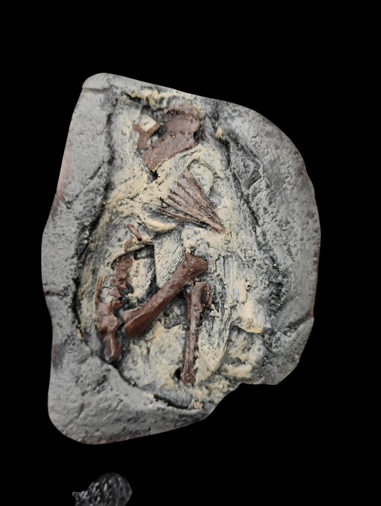 Hadrosaur Embryonic Skeleton Cast With Egg Shell-...
