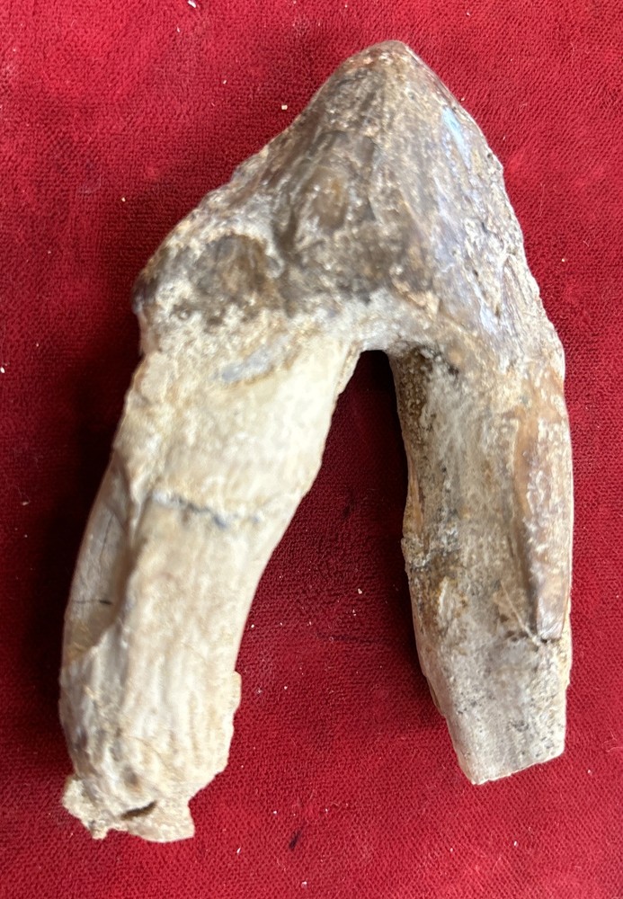 3 1/2” Basilosaurus Tooth 40-34 Mil Yrs Old Late Eocene