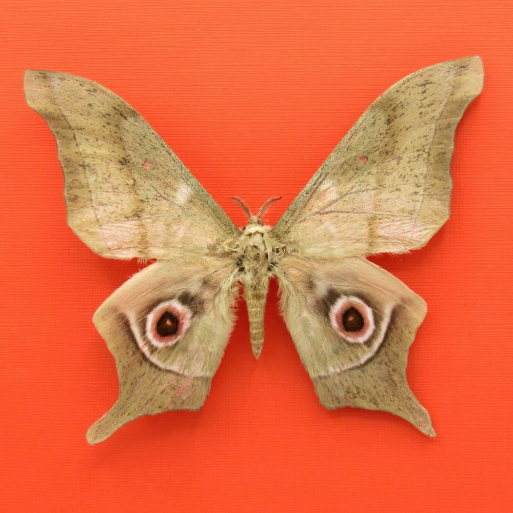Real mounted moth - Imbrasia truncata - A1-