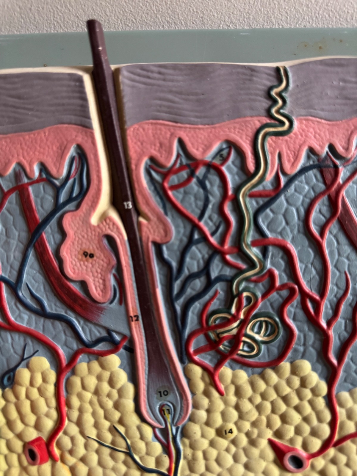 Vintage anatomical model of SKIN Hair follicle & sweat glands