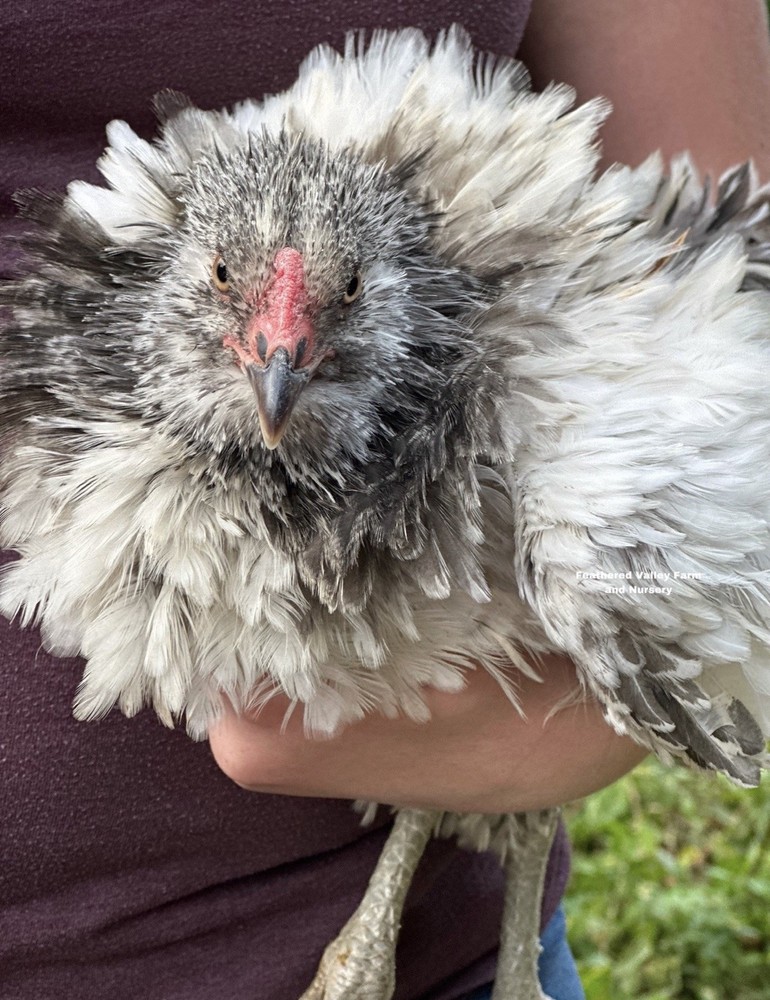 12 Frizzle Americana Hatching Eggs NPIP