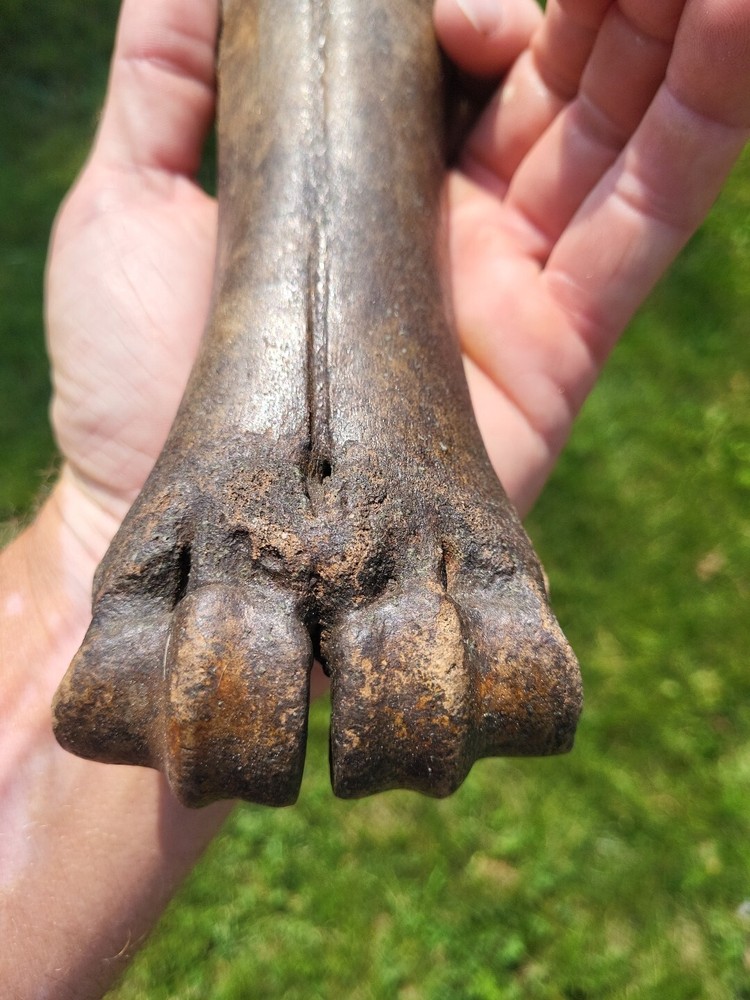 Bison metacarpal Historic bison foot bone
