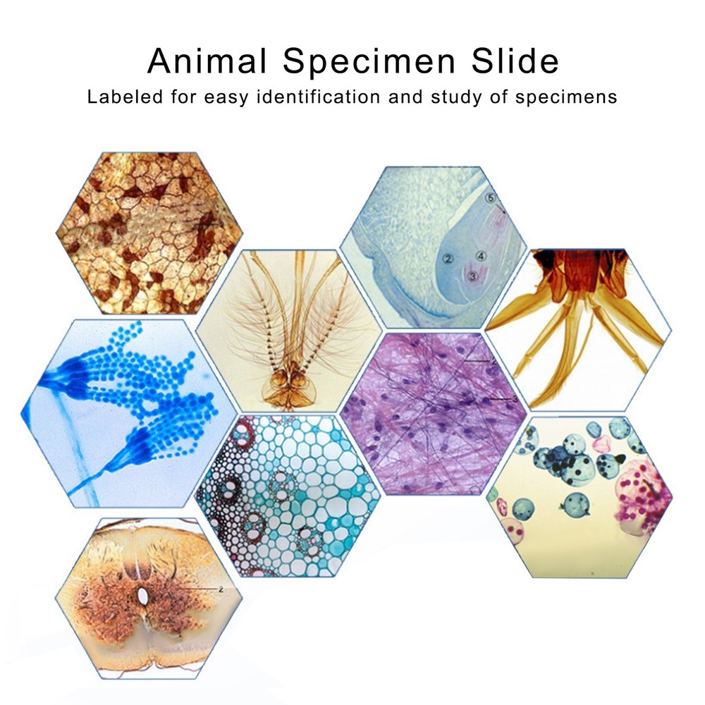 DW-25 25Pcs Animal Slide Set For Microscope Study Science Education