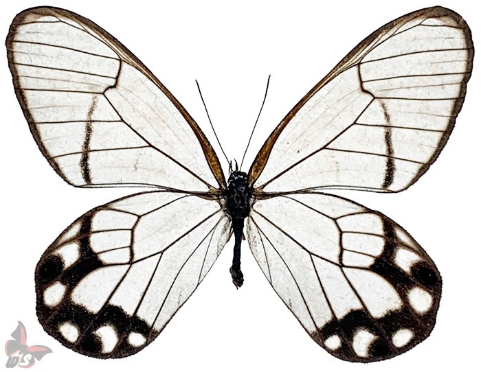 Haetera hypaesia,UNMOUNTED butterfly