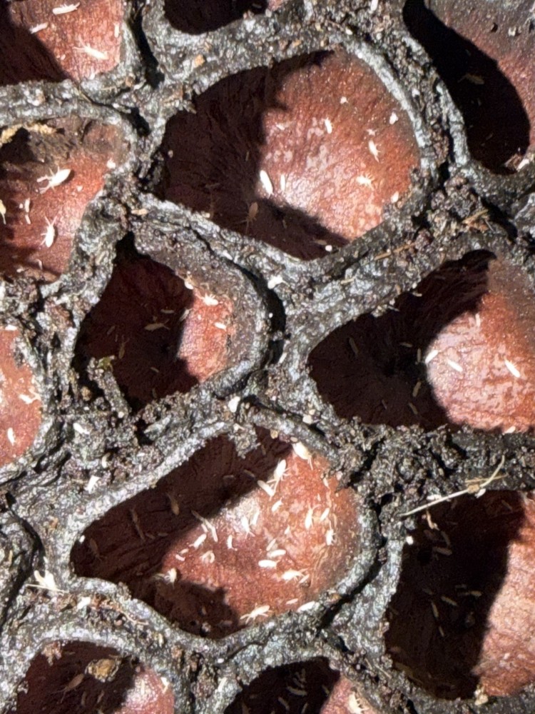 200+ Temperate springtails