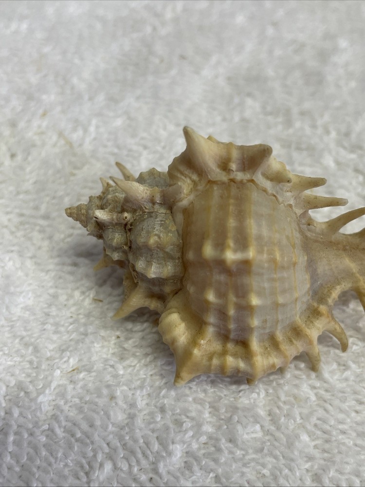 Unique Sea Shell with Spines 3" Long for crafts / display