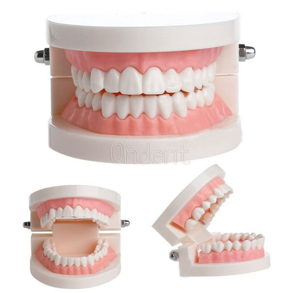 Dental Standard Tooth Model Dentist Teaching Demonstration Study Full 28 Teeth