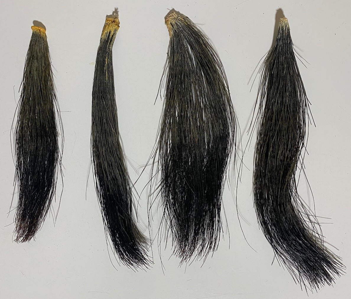 Lot Of 4 Eastern Wild Turkey Beards - Turkey Hunting 7-10” Gobbler Taxidermy