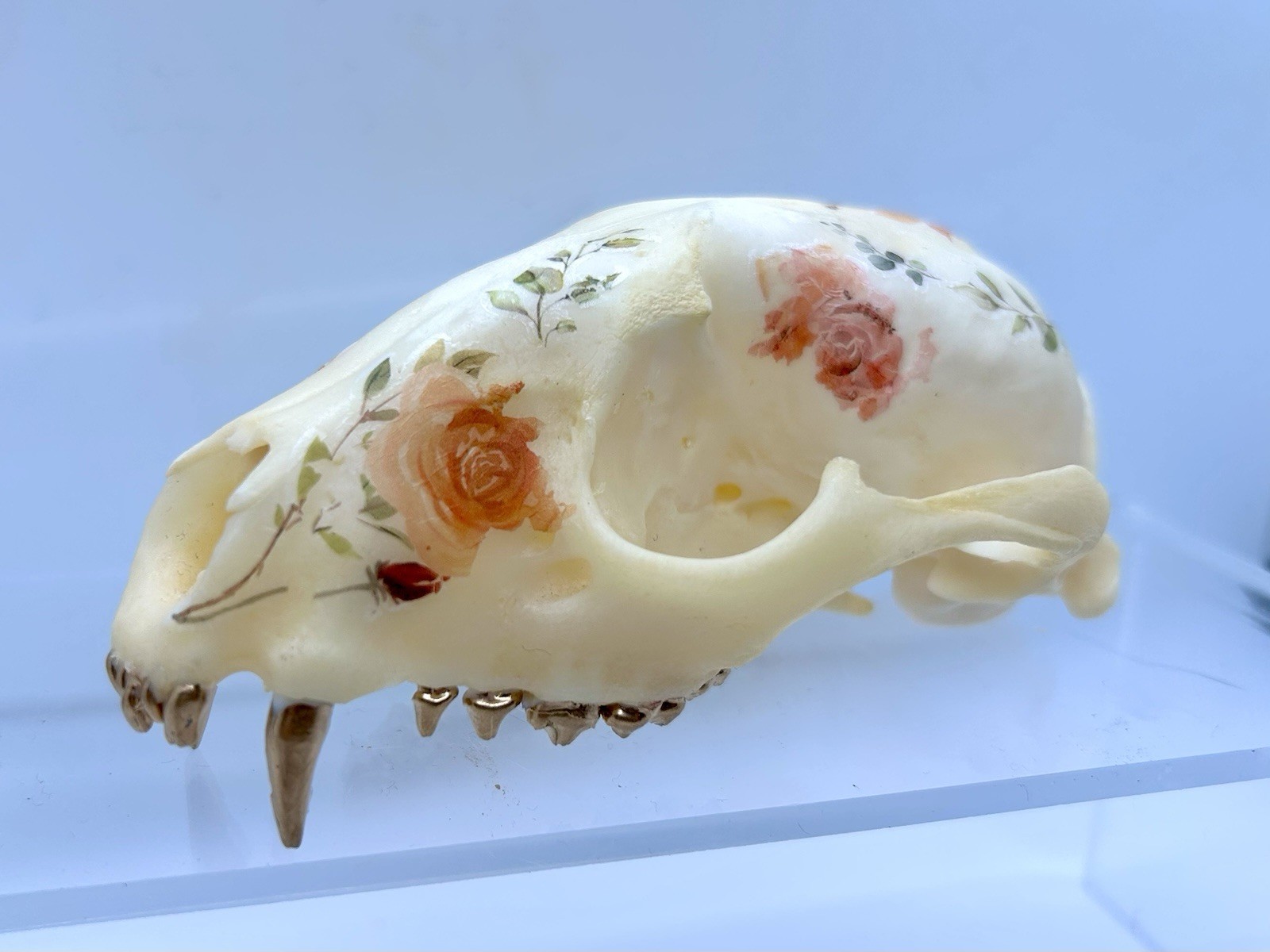 Embellished floral Raccoon Skull Vintage Ormolu/Casket Jewelry Box Dried Flowers