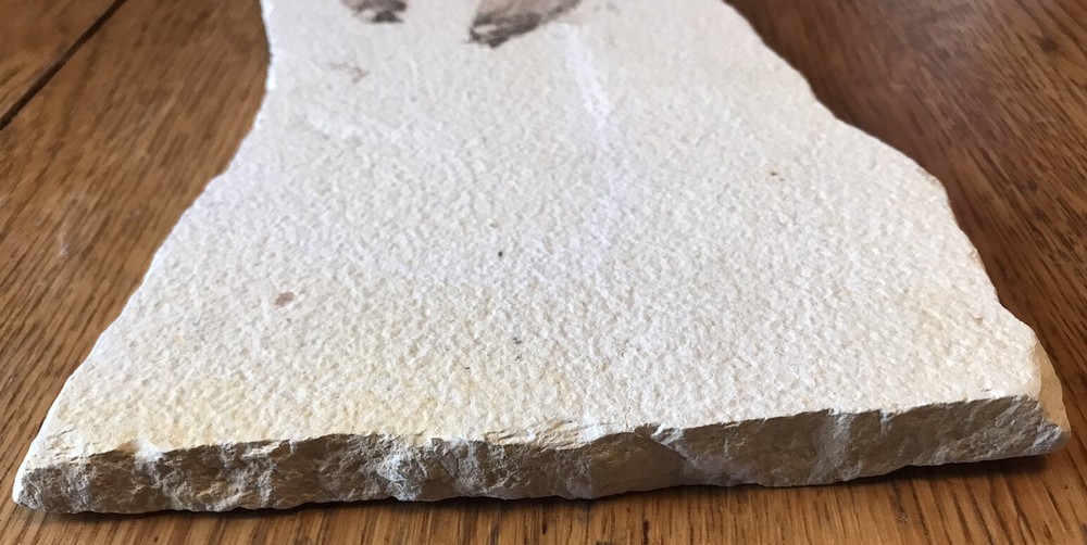 Multiple Fish Fossil Plate