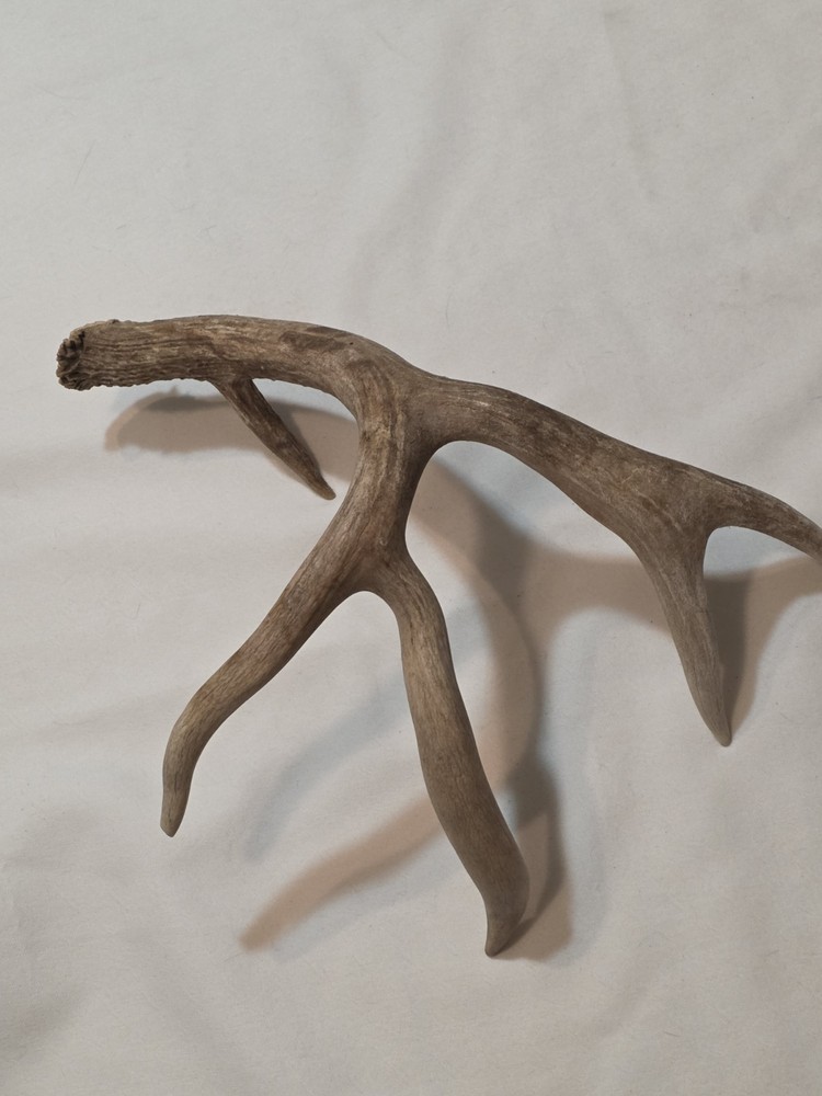 Deer Antler 12" x 16"