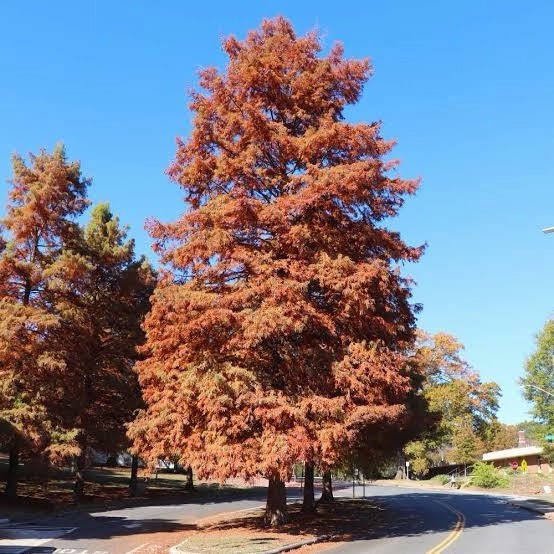 Dawn Redwood Tree 2ft Tall Now Live Tree