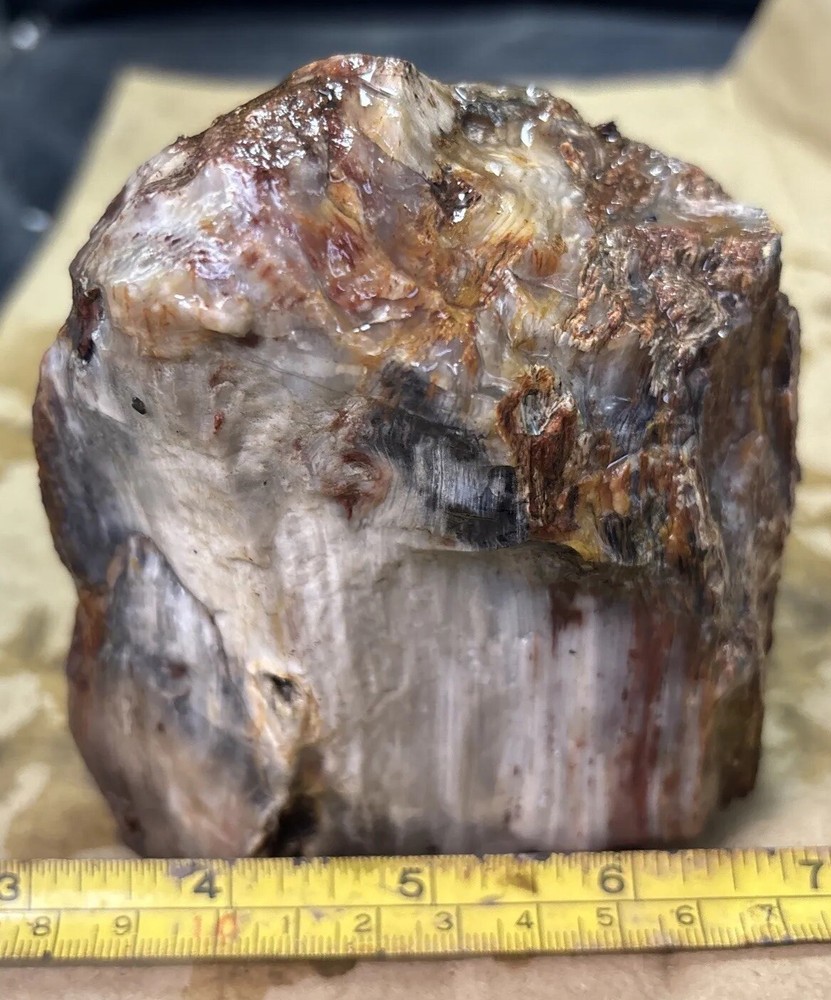 Silver Creek Junction petrified wood