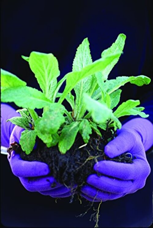 Original Gardening Gloves (Spring Green, Small)