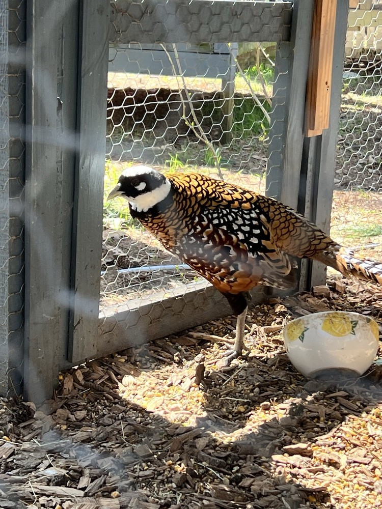 Reeves Pheasant hatching eggs