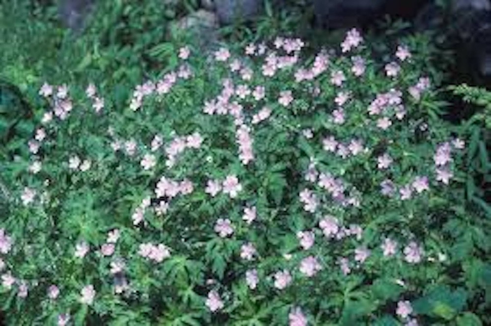 10 Wild Geranium Cranesbill Bare Roots Wildflower