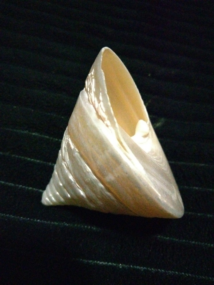 Pearl Trochus Shell 2"