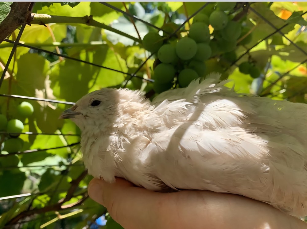 42 Celadon Blue Coturnix Quail Hatching Eggs - 100% BLUE