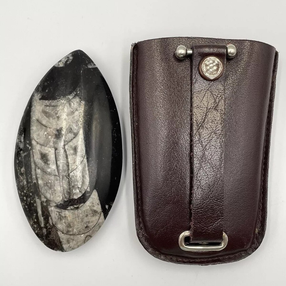 Orthoceras Fossil 4 inch