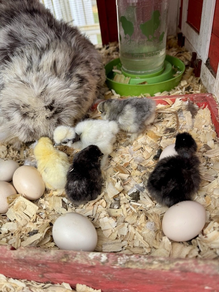 Silkie Chicken Hatching Eggs Assorted Colors