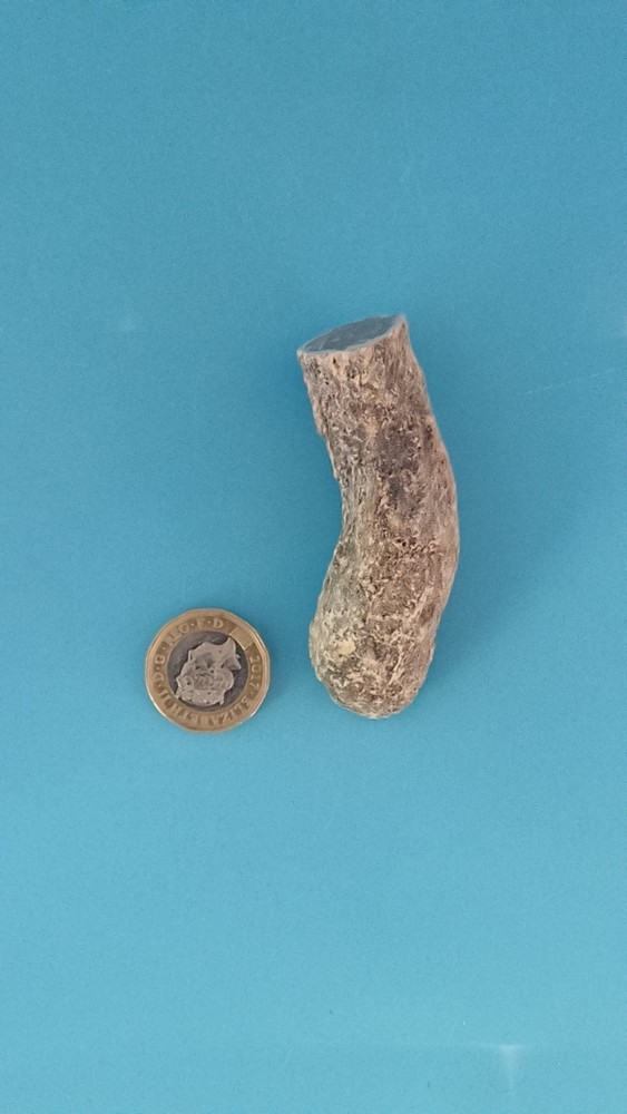 Fossiled Branch/ Root From Madagascar