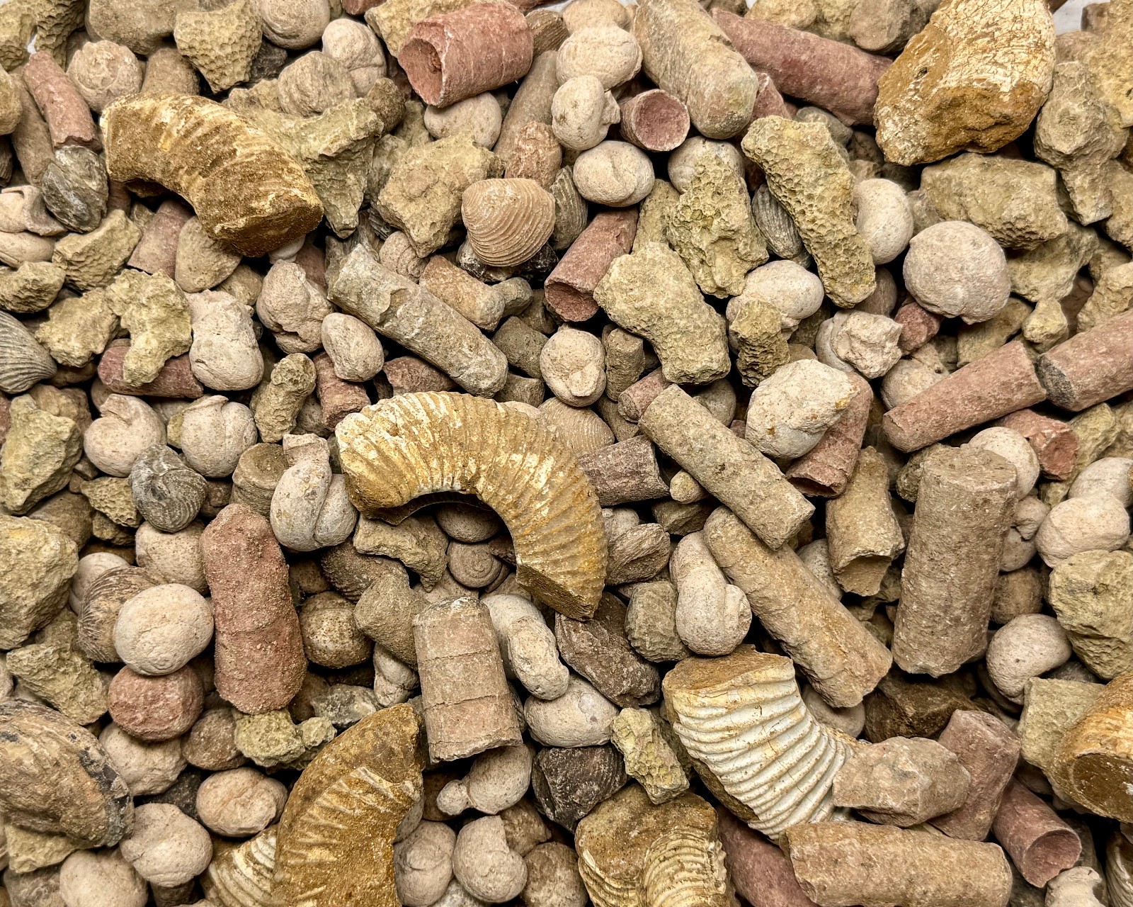 Natural Fossil Mix Gift Box - 1/2 lb Authentic Fossil Assortments & Shark Tooth