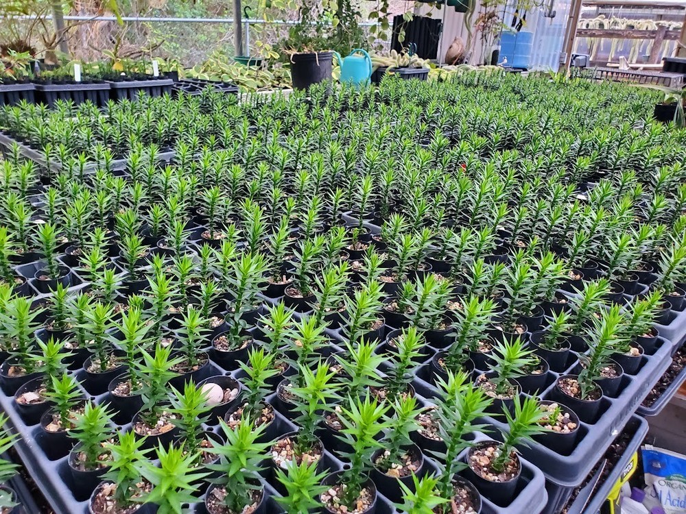 Monkey Puzzle Tree Seedlings - Araucaria