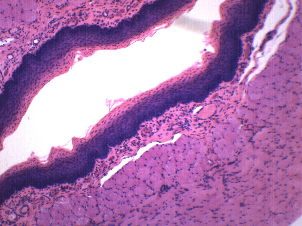 Squamous Epithelium - Prepared Microscope Slide - 75x25mm - Eisco Labs