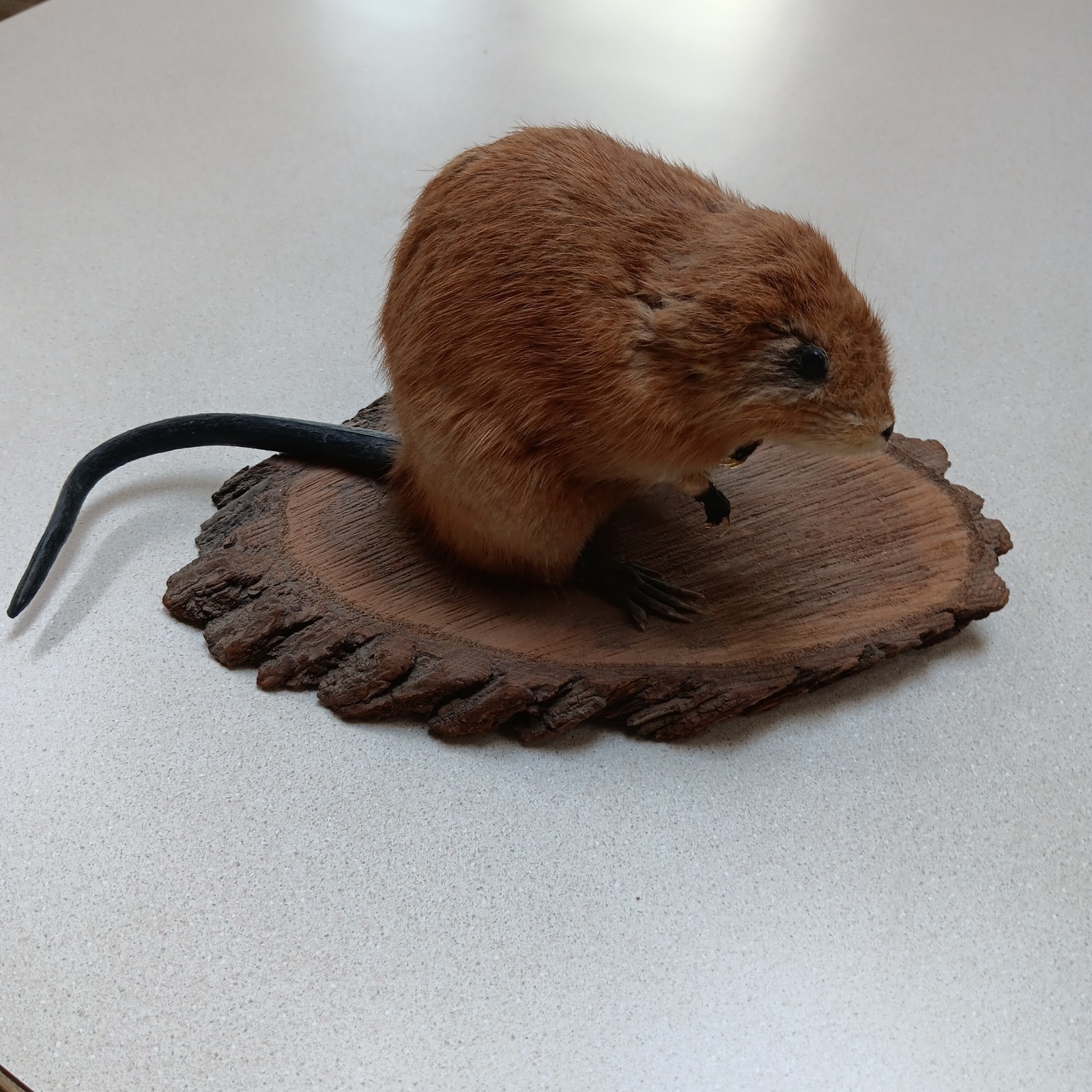 Vintage American Muskrat Mount Taxidermy Log Cabin Hunting Lodge Decor