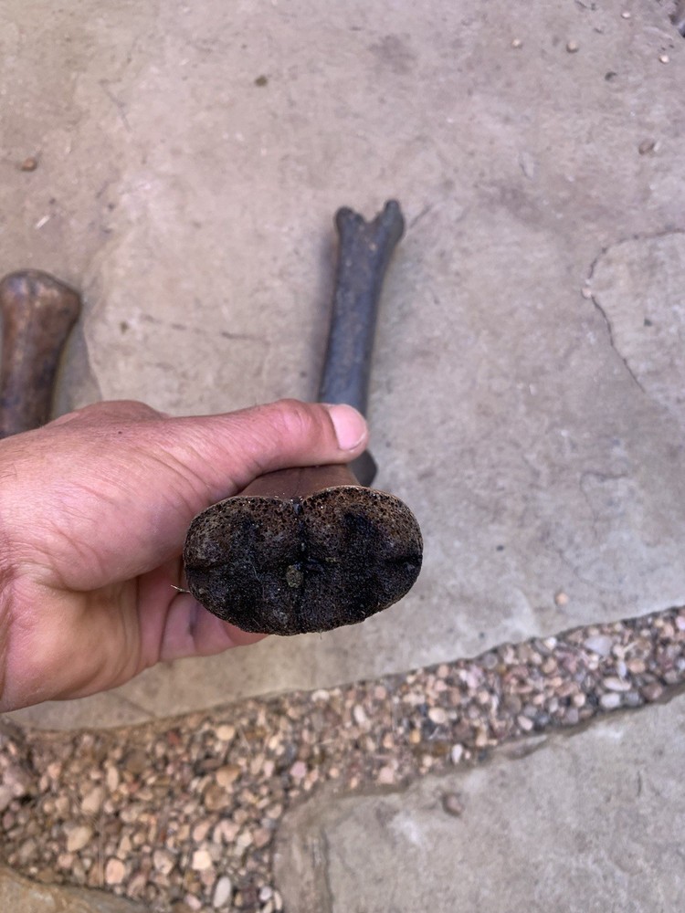 Fossilized, Bison, Bones