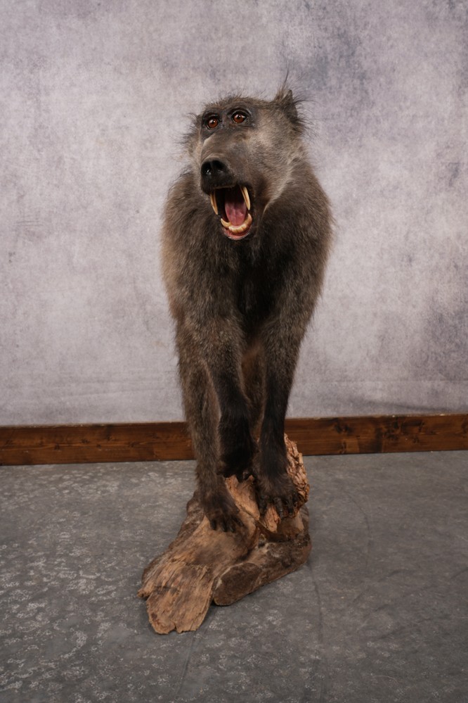 African Baboon SKU 3312