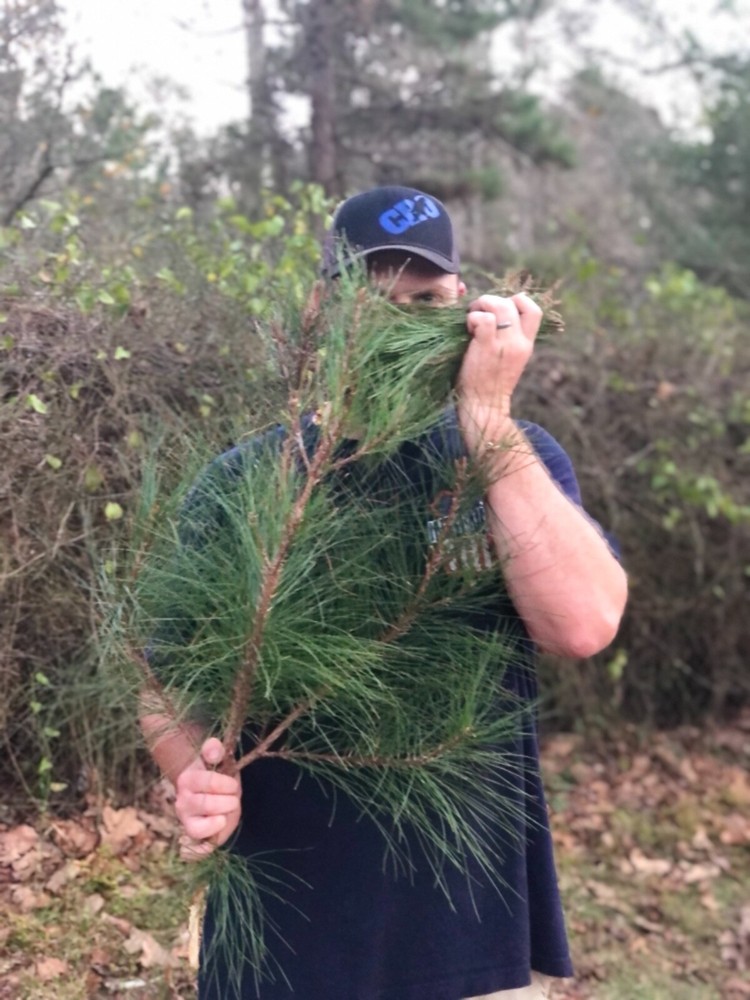 Veteran grown fresh pine needles! 1/2lb option
