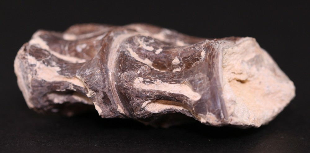 Fossil Fish Ichthyodectes Vertebrae Pair Cretaceous Kansas COA 3405