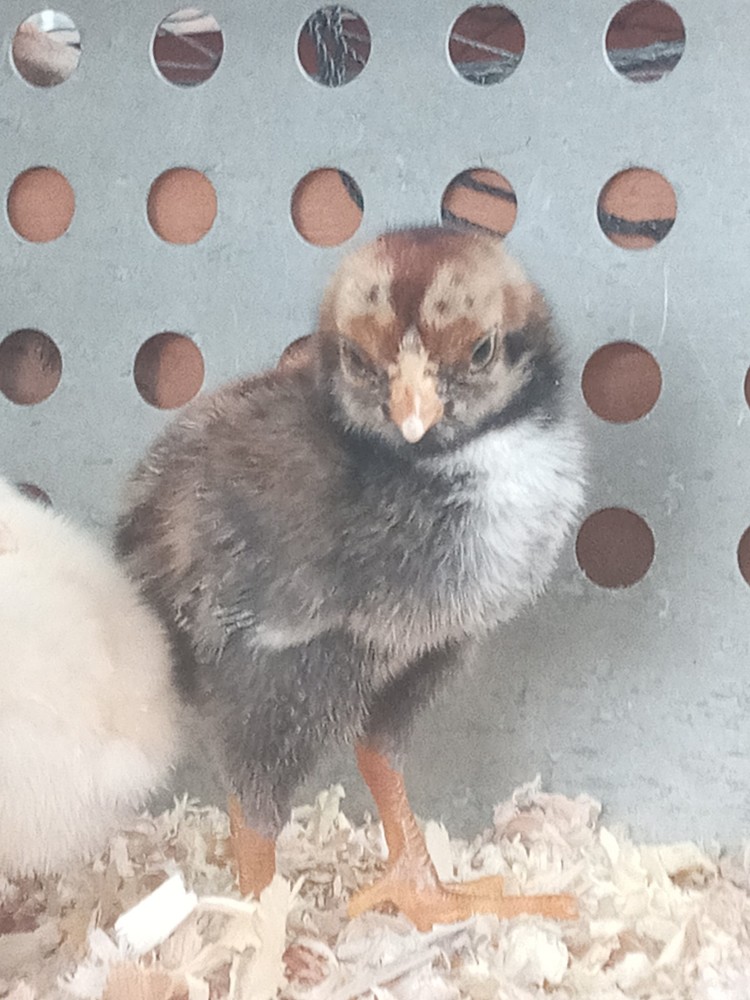 10+2 Endangered Hatching Eggs, PURE Malay Large Fowl | Multiple Varieties