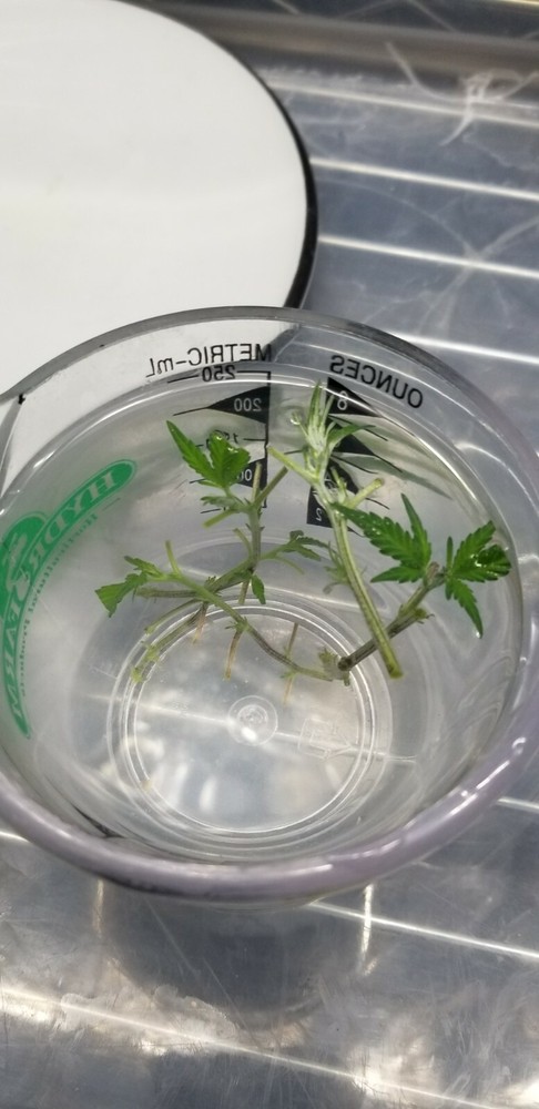 Tissue Culture Starter Kit 36 Microclone Tubes Most Plants Include Cannabis