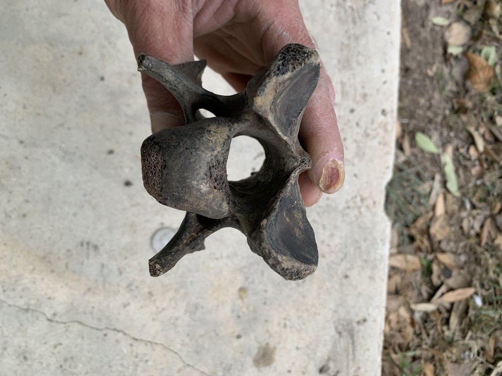 fossilized bison Bone