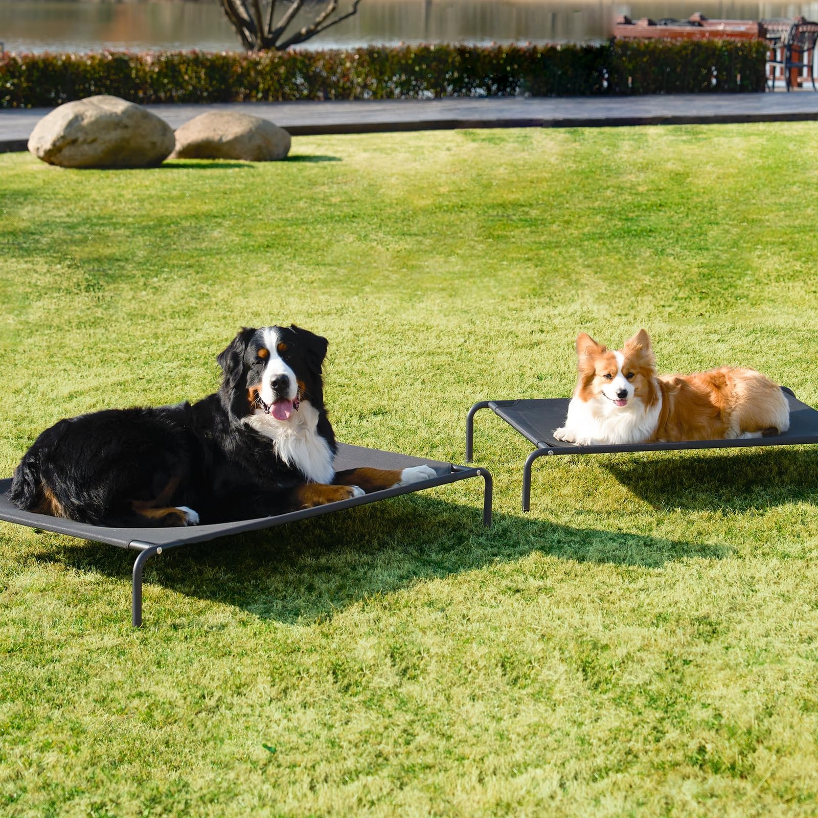 Elevated XL Dog Cot Bed Raised Outdoor Cooling Hammock 48x32 Waterproof