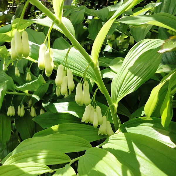 Solomon's Seals  Bare-root