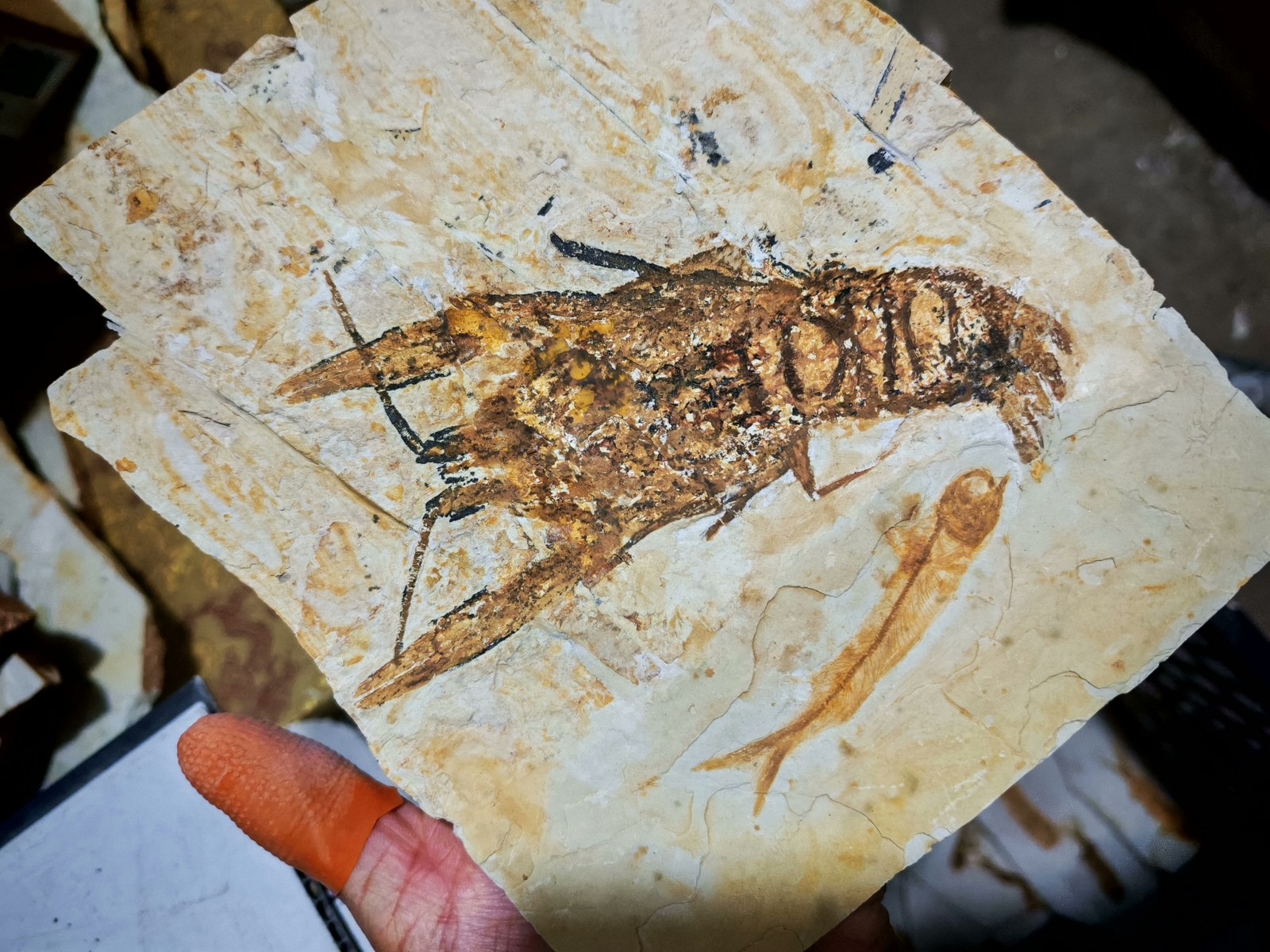 unique and authentic fossilized fish fossils 8803