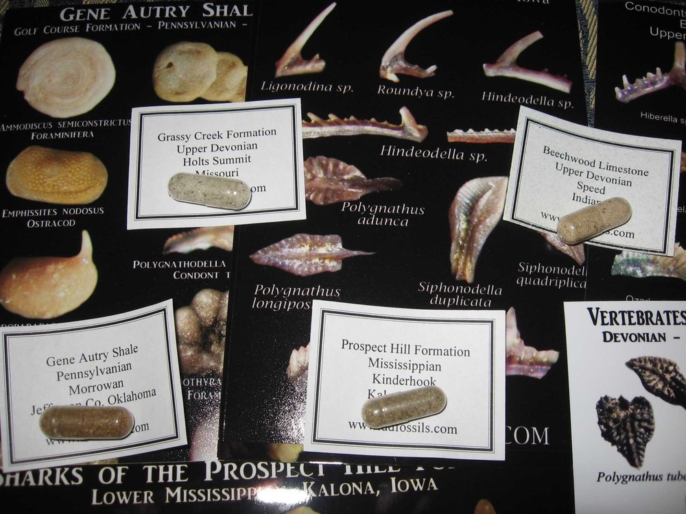 Devonian to Pennsylvanian conodonts microfossil matrix collection 6 conodont