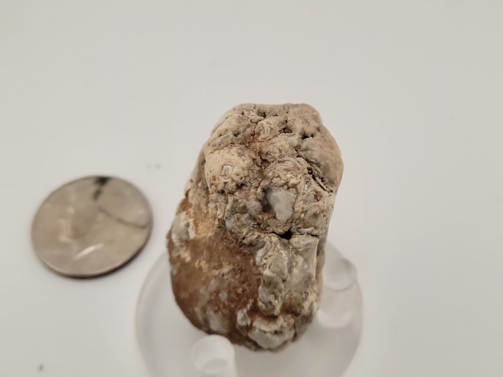 Real Permineralized Reptile Egg Fossil