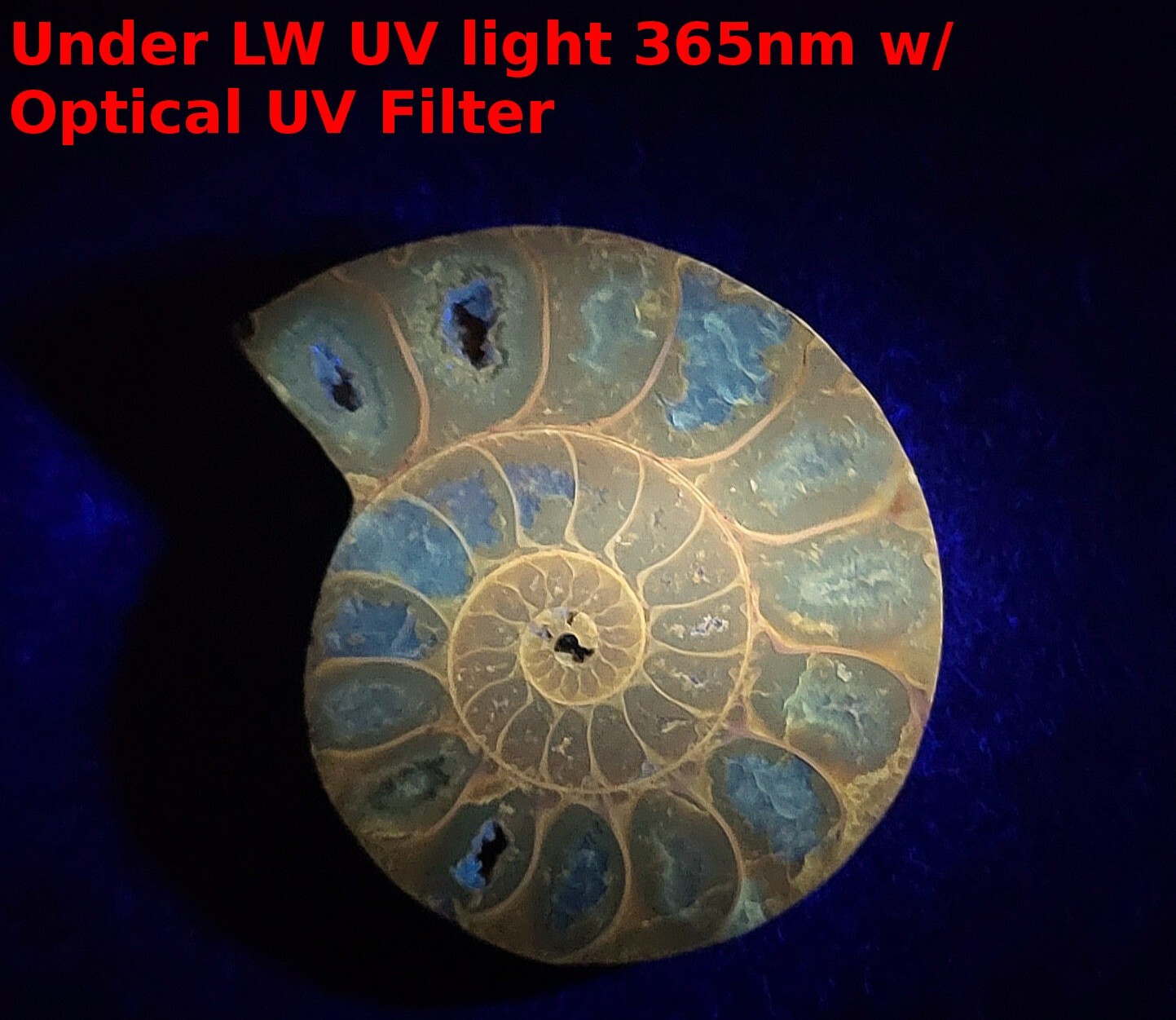 32mm Half Ammonite Spiral Fossil Shell Natural Fossilized Ammolite - Madagascar