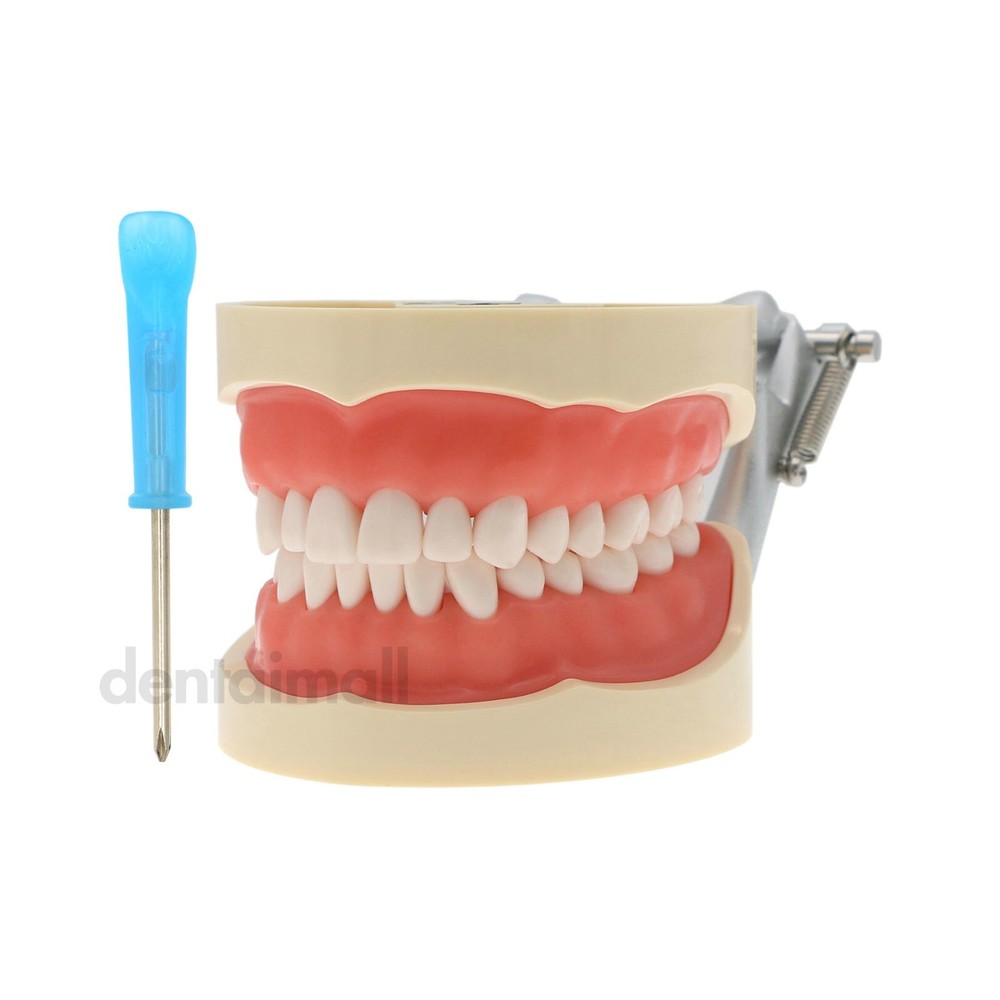 Dental Typodont 28/32PCS Teeth Models for Students Practice Model M80 Series