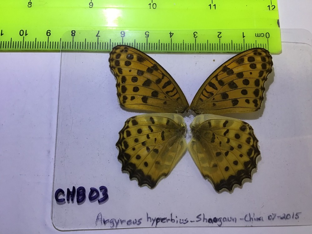 CHB 03 A+/A Argyreus hyperbius