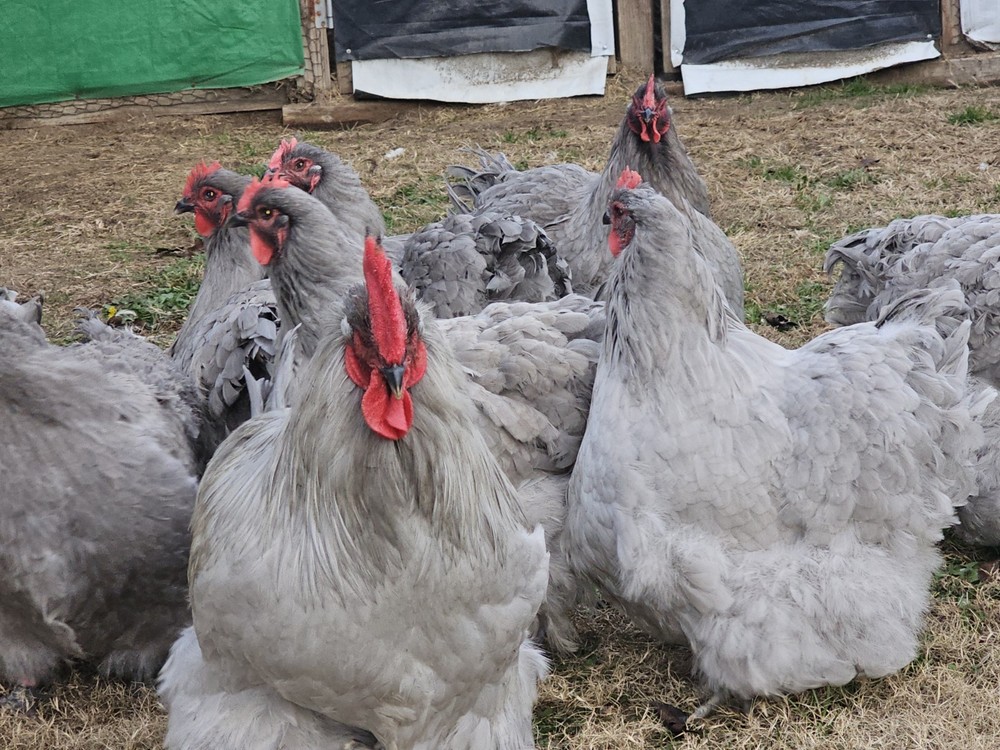 8+ English Lavender Orpington Hatching Eggs